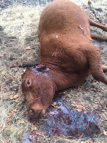 dead cow missing ears